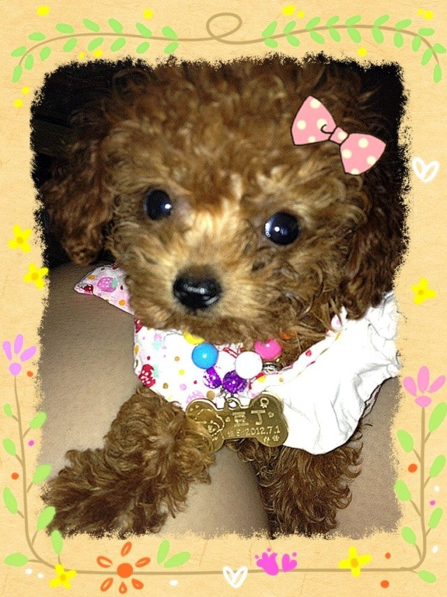 Custom Brass Dog ID Tag | Personalized Pet Name Tag