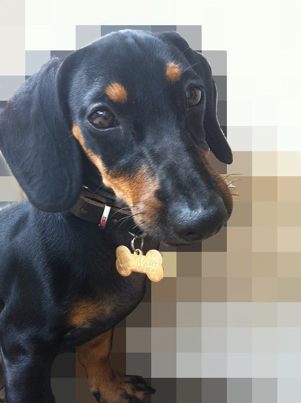 Custom Brass Dog ID Tag | Personalized Pet Name Tag