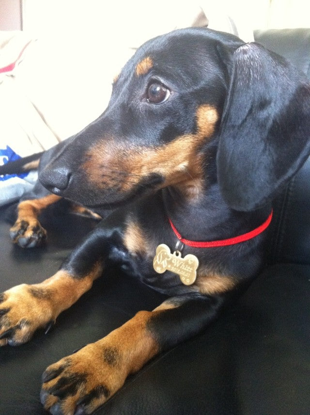 Custom made brass pet Pendant