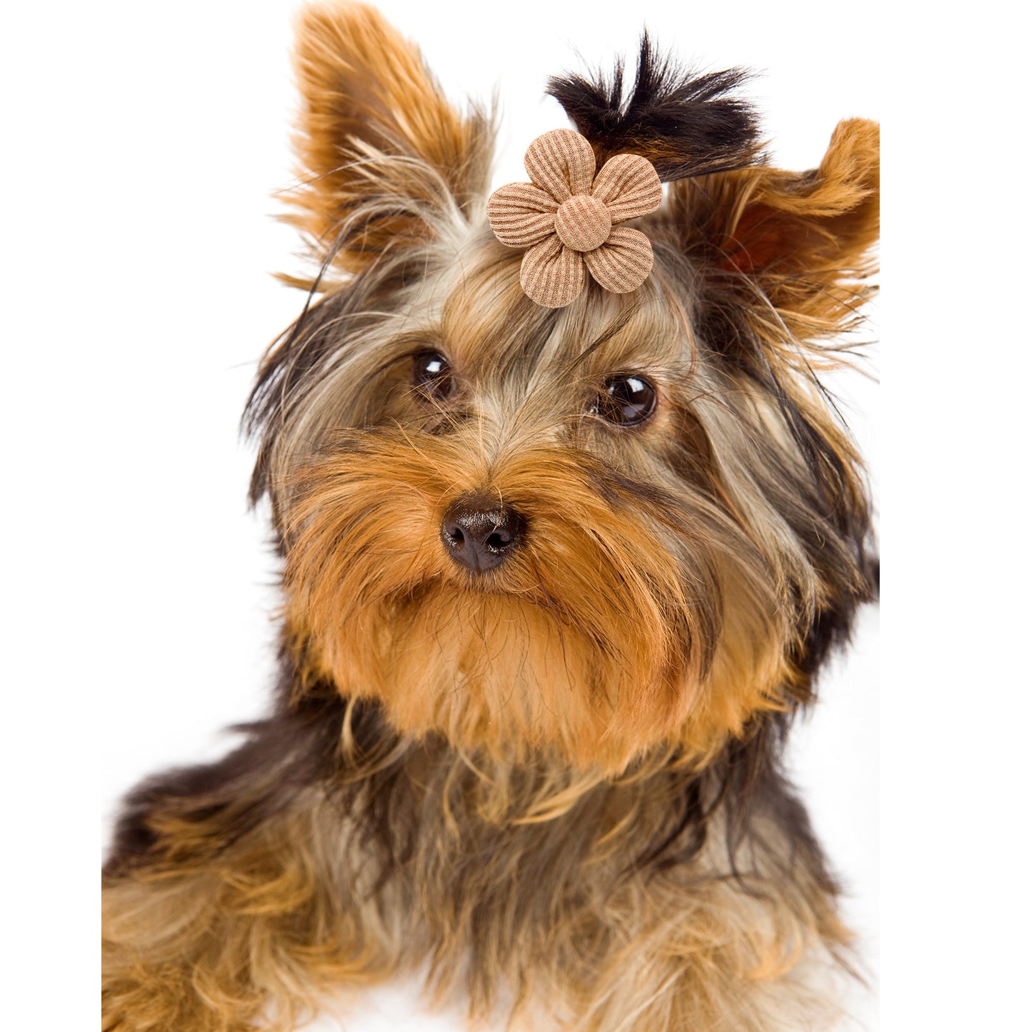 flower pet accessories - Cute Headband for Pets