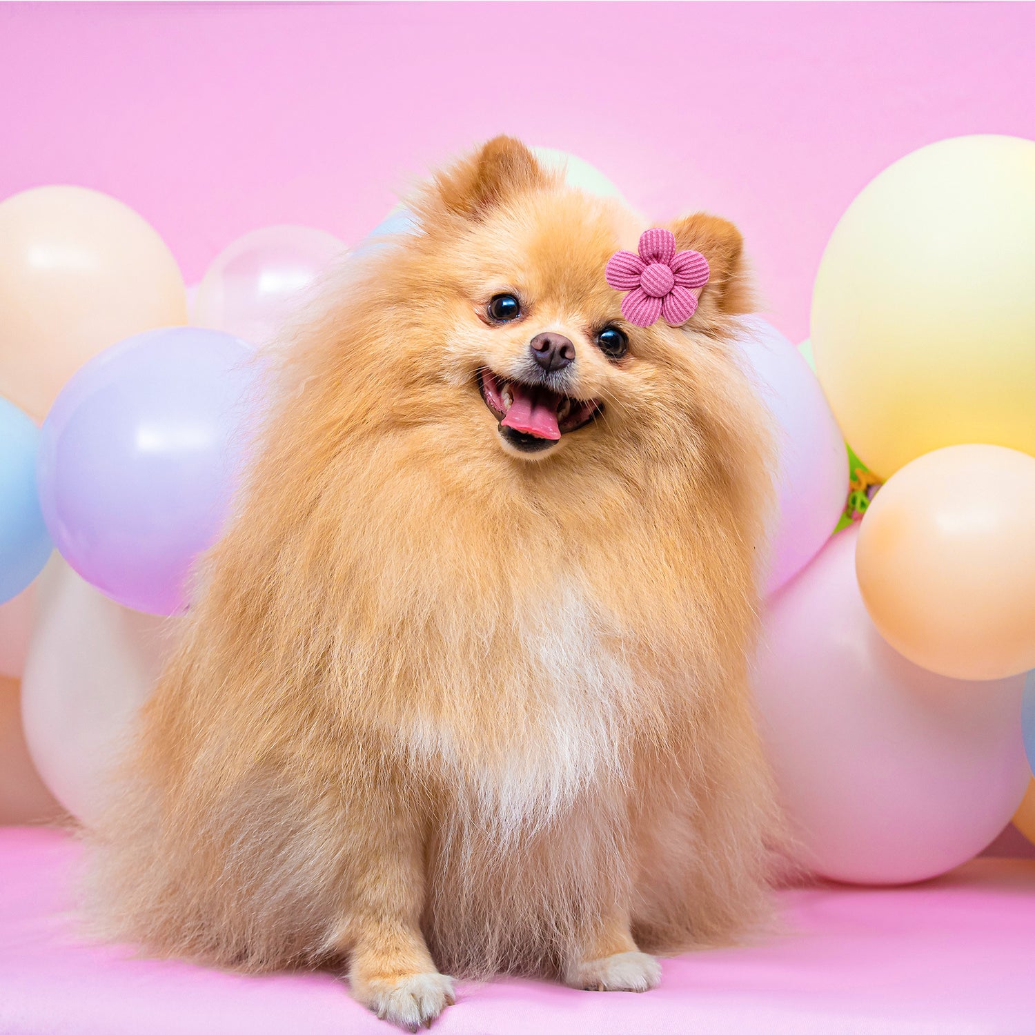 flower pet accessories - Cute Headband for Pets