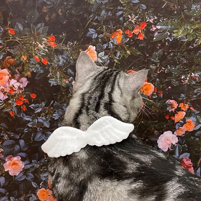 Cat Angel Wing Collar Cute Costume for Cats Photo & Party Outfit